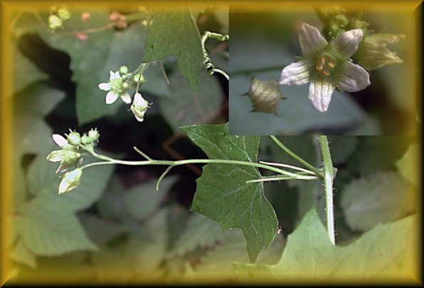 BRIONIA DIOICA