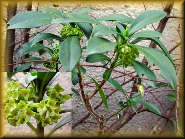 Laureola: la pianta che assomiglia all'alloro ma è velenosissima